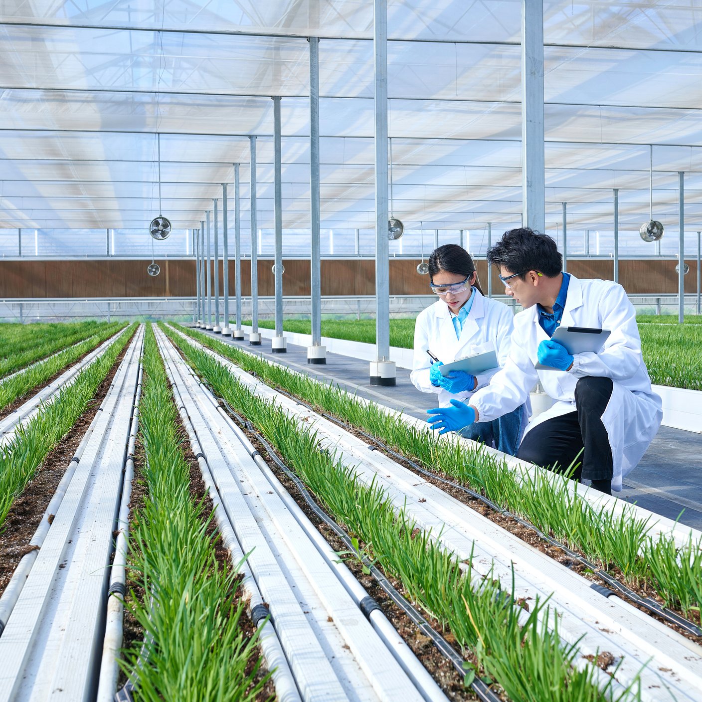 Side view two asia researcher squatting & examining plants at vegetable greenhouse.