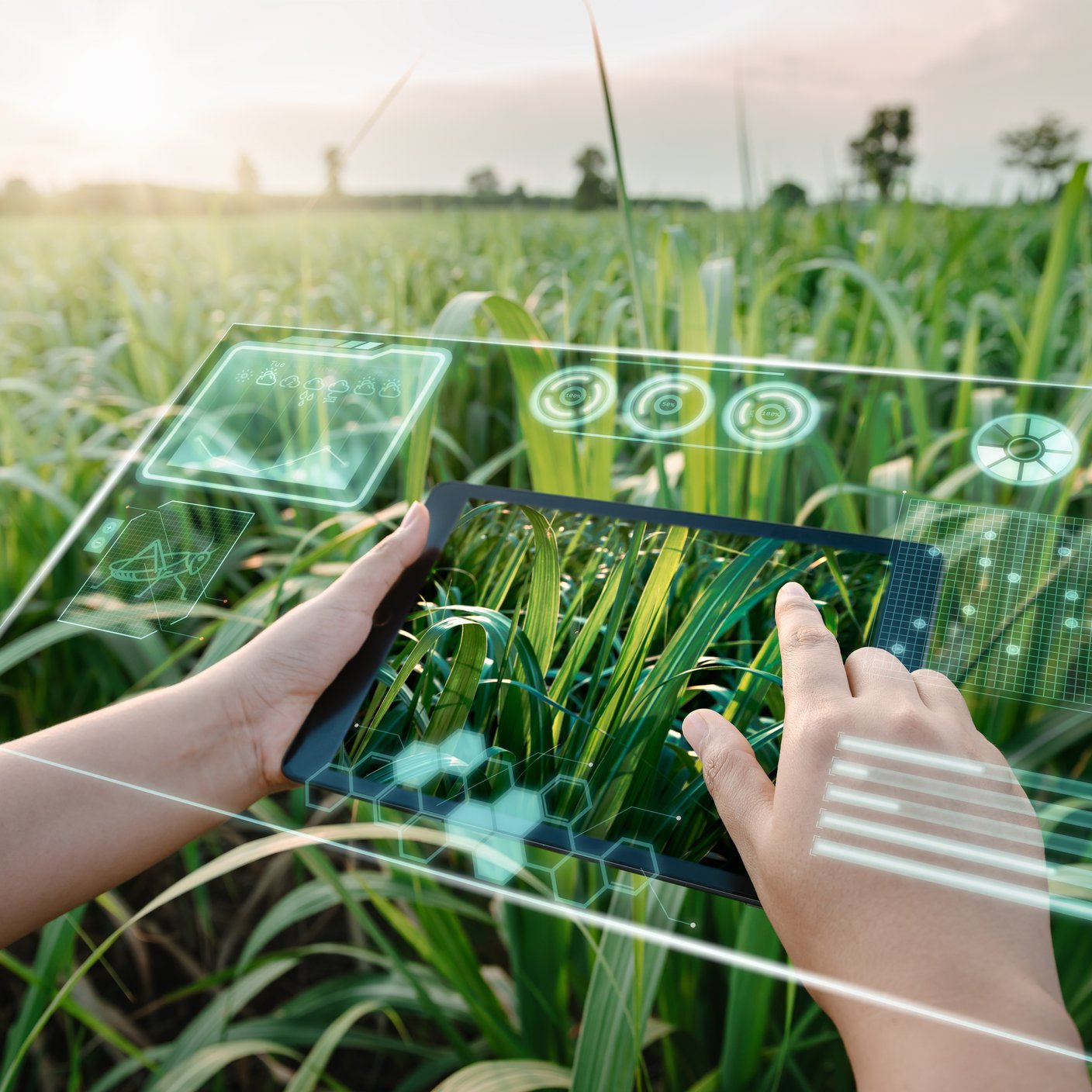 Female Farm Worker Using Digital Tablet With Virtual Reality Artificial Intelligence (AI) for Analyzing Plant Disease in Sugarcane Agriculture Fields.